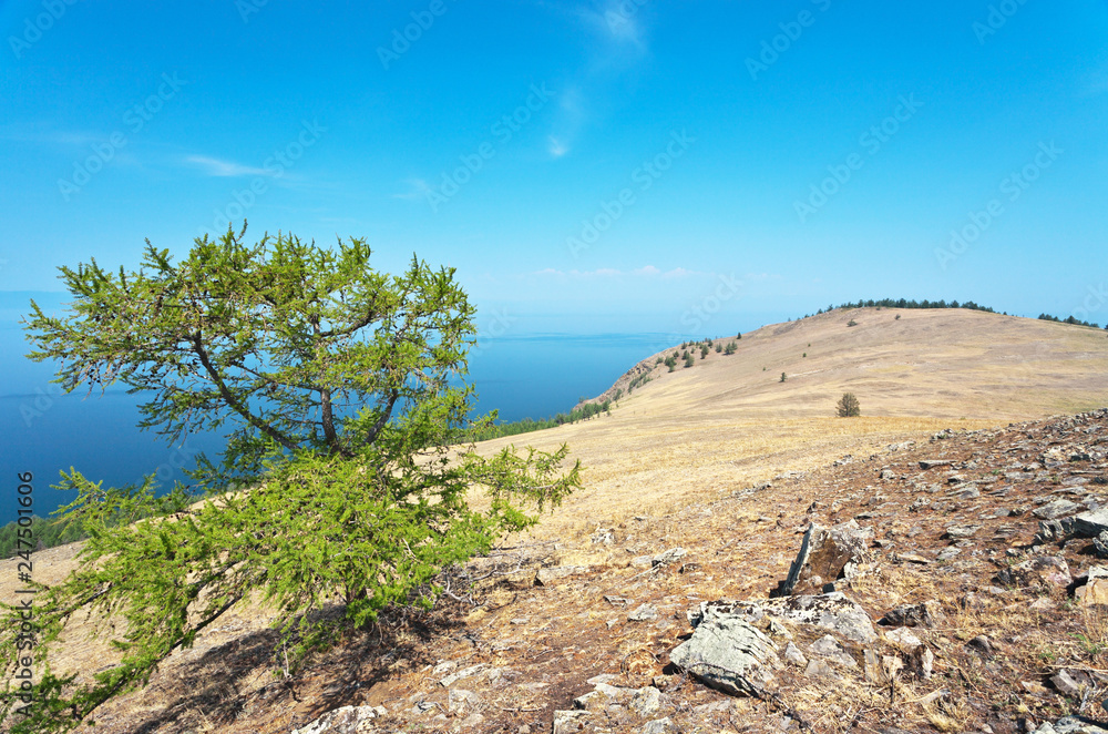 Lake Baikal in the summer. Typical Olkhon Island steppe landscape with rare larch trees on the yellow hillsides with dry grass and mosses on stony soil
