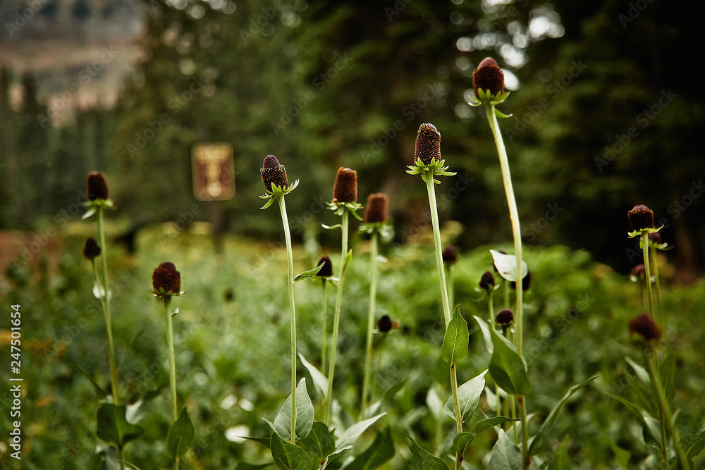 Flowers without petals in the forest. Flowers without petals in the forest.