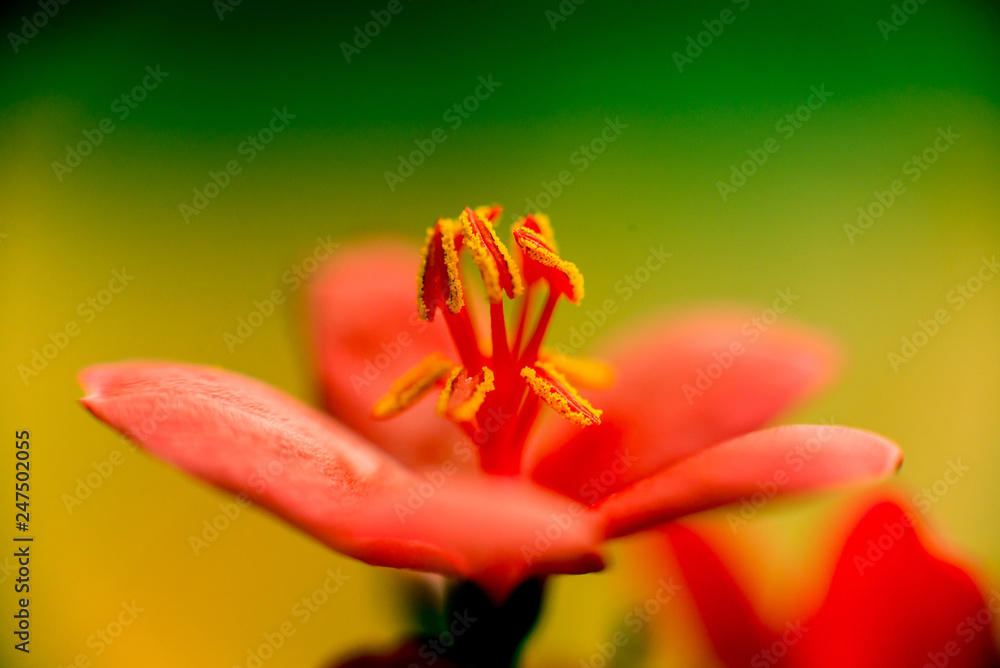 Abstract colored background close up. Macro. Abstract colored background close up. Macro.