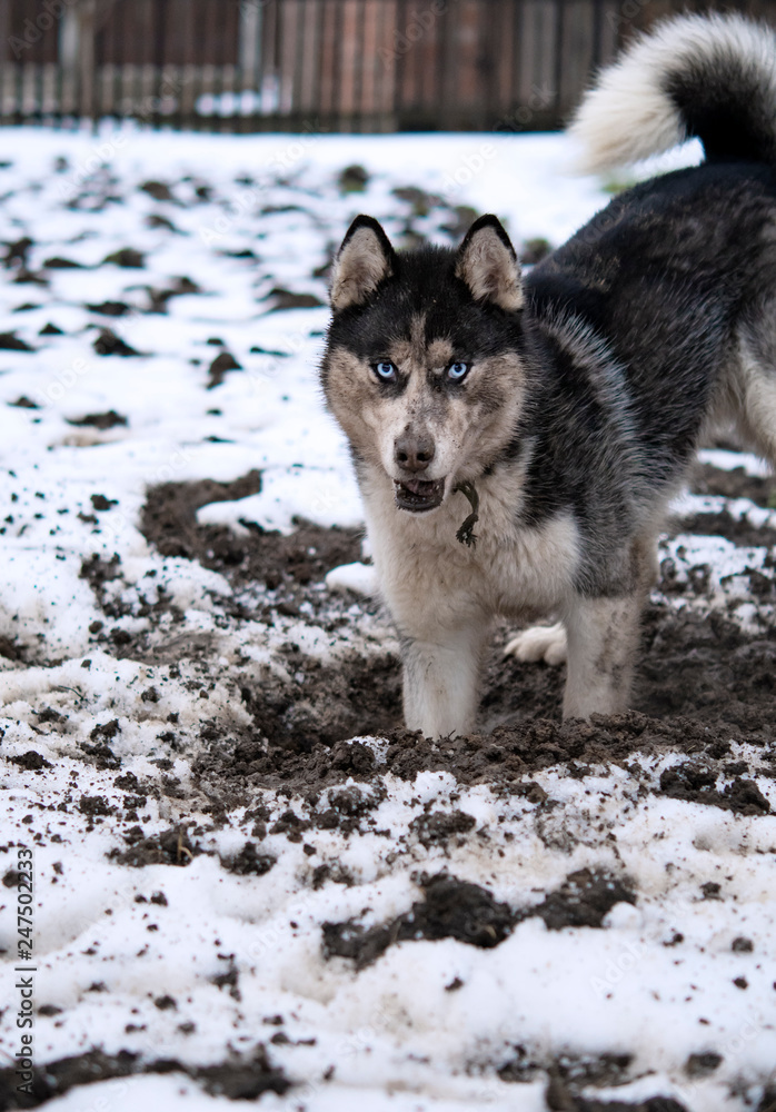 Naklejka premium husky digs a hole