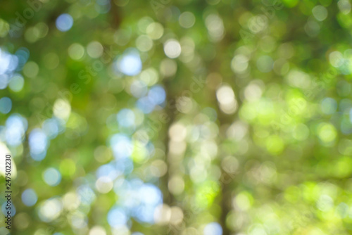 abstract green blur bokeh in forest nature background 