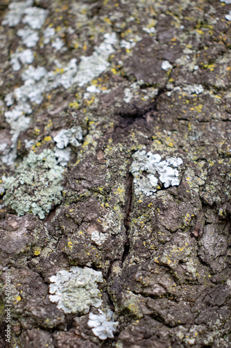 lichen on bark