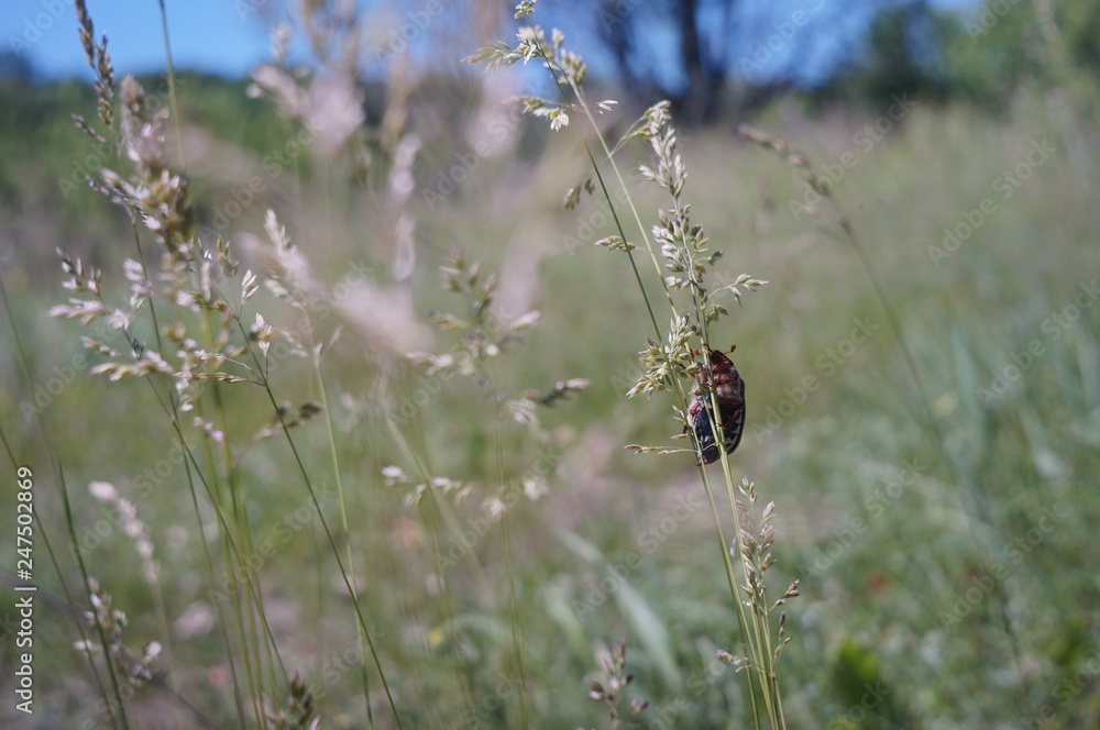 Cockchafer (may-bug) that rises along the stalk of grass Cockchafer (may-bug) that rises along the stalk of grass