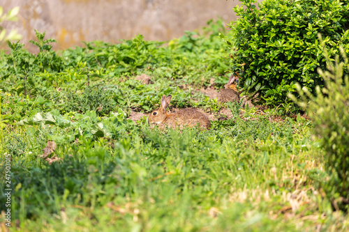 Rabbit on grass field © rninov