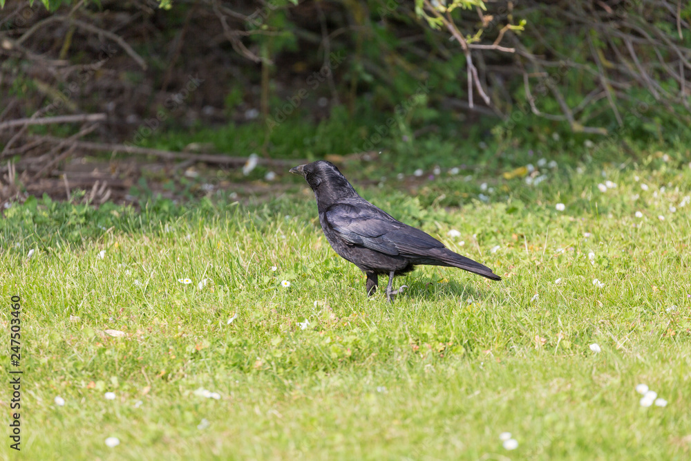 Crow on grass field Crow on grass field