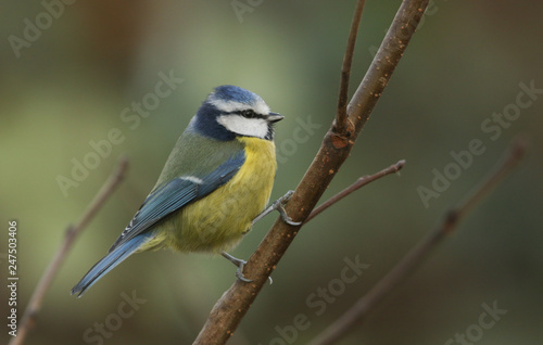 A beautiful adult Blue Tit (Cyanistes caeruleus) perched on a branch on a tree. 