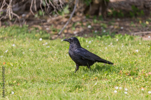 Crow on grass field