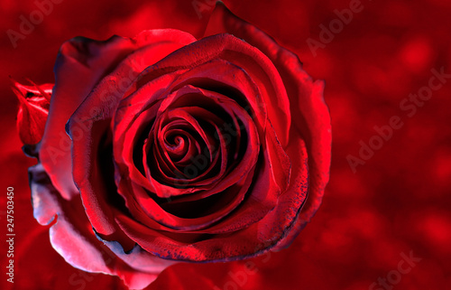 Fototapeta Naklejka Na Ścianę i Meble -  Art photo Red rose petals closeup.Rose Flower on the red natural blurred background with clipping path. For design, texture, background. Nature image.