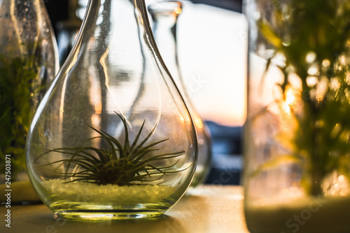 Green plant in glass bottles