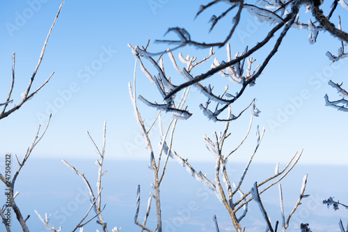 仁田峠の霧氷 photo