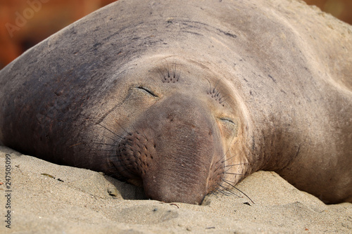 Northern elephant seal (Mirounga angustirostris) near San Simeon and Big Sur, California, United States of America (USA)