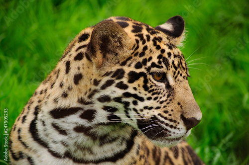Leopard gazing, on green background