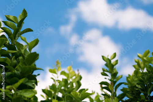 Looking up to a blue sky through lemon tree branches