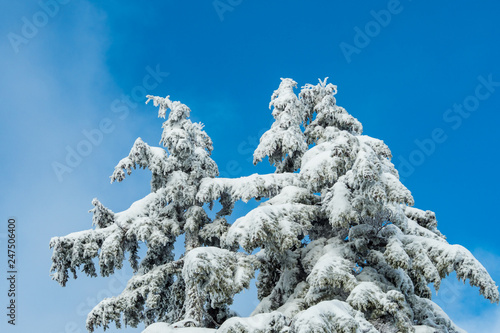 top of the pine tree branches covered under heavy snow under blue sky with thin layers of cloud