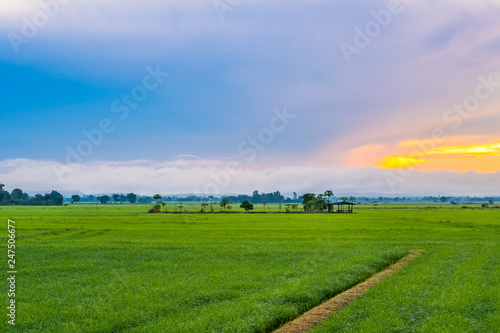 Rice farming season in Thailand.16
