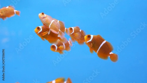Spine cheek anemonefish (Premnas biaculeatus) in water