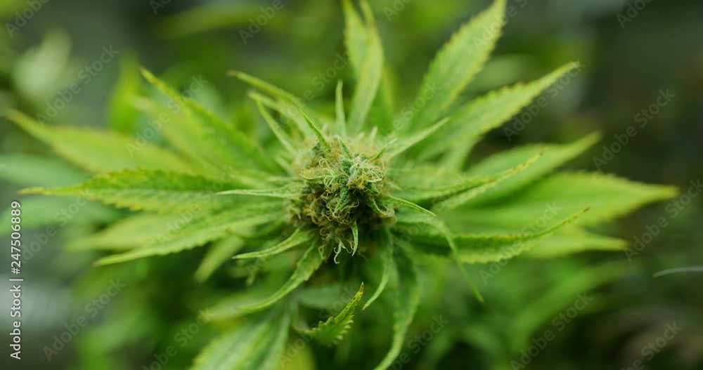 Slow motion macro close up of scientist hands checking hemp plants in a greenhouse. Shot in 8K. Concept of herbal alternative medicine, cbd oil, pharmaceptical industry Slow motion macro close up of scientist hands checking hemp plants in a greenhouse. Shot in 8K. Concept of herbal alternative medicine, cbd oil, pharmaceptical industry