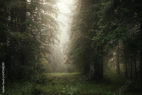misty morning in the coniferous forest