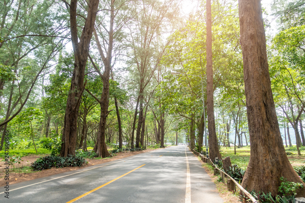 Fototapeta premium Green trees in the streets