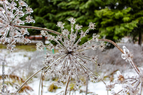 Plants covered with frost in winter, the effects of Ice pellets   © PhotoChur