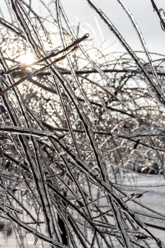 Obraz premium Trees covered with frost in winter, the effects of Ice pellets 