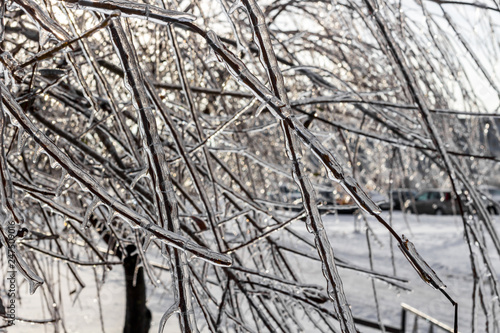 Trees covered with frost in winter  the effects of Ice pellets  