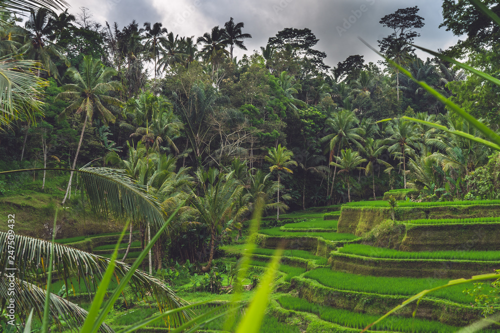 Bali Reis Bali Reis