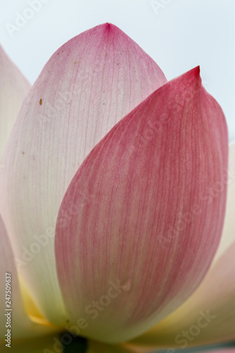 Close up of pink lotus flower petals showing the fine lines texture.  The lotus petals are edible and has been used in Asian Food and traditional medicine for improving heart and blood circulation.