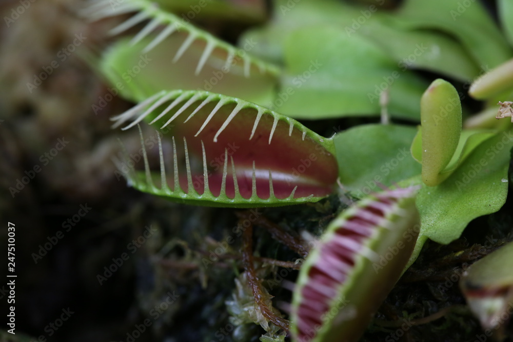 Insect eating plant with the shape like clam or bivalve growing in the tropical climate of northern Thailand Insect eating plant with the shape like clam or bivalve growing in the tropical climate of northern Thailand