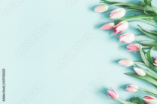 Flowers composition. Tulip flowers on pastel blue background. Valentines day, mothers day, womens day, spring concept. Flat lay, top view, copy space
