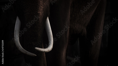 Elephant Black and white