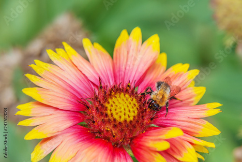 Honeybee collects nectar fr...