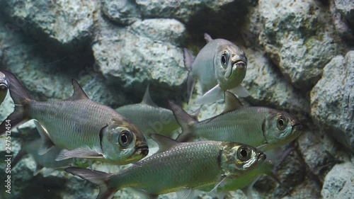 Indo-Pacific tarpon fish in water photo