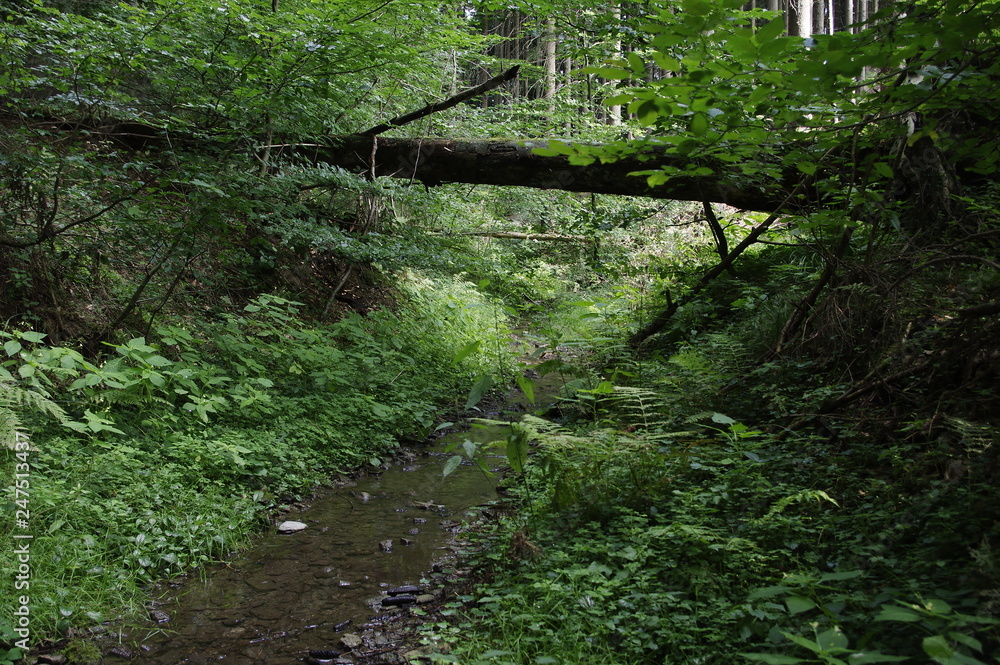 Obraz premium Laubwald im Sommer mit Bachlauf