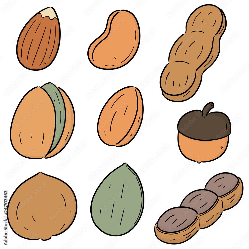 vector set of beans and nuts vector set of beans and nuts