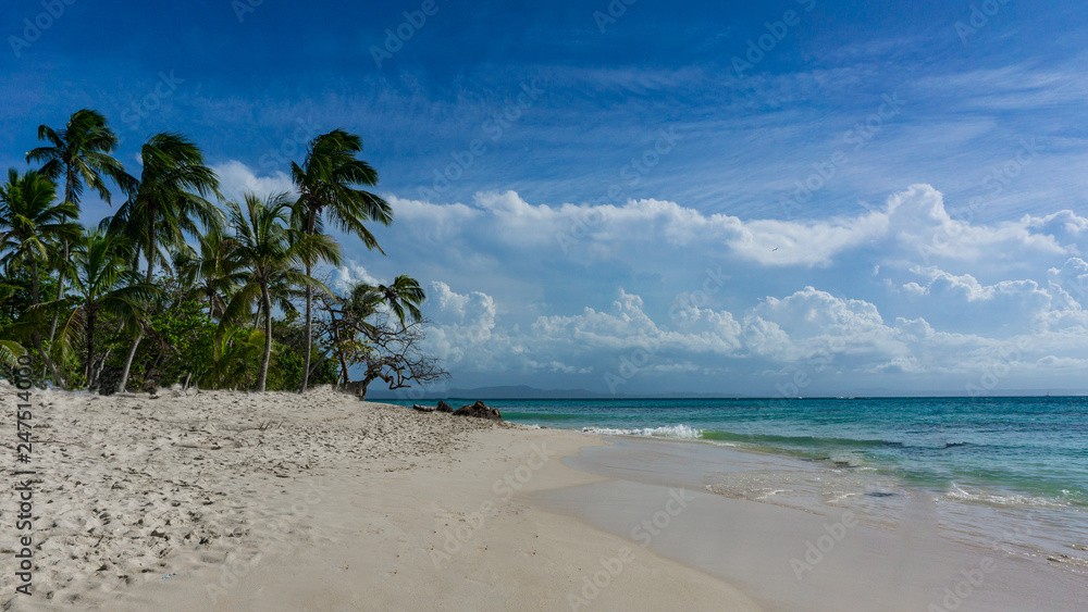 Palmen am Strand von  Bacardi island, Isla Cayo Levantado,  in der Karibik ,Atlantik, nördlich des Äquators