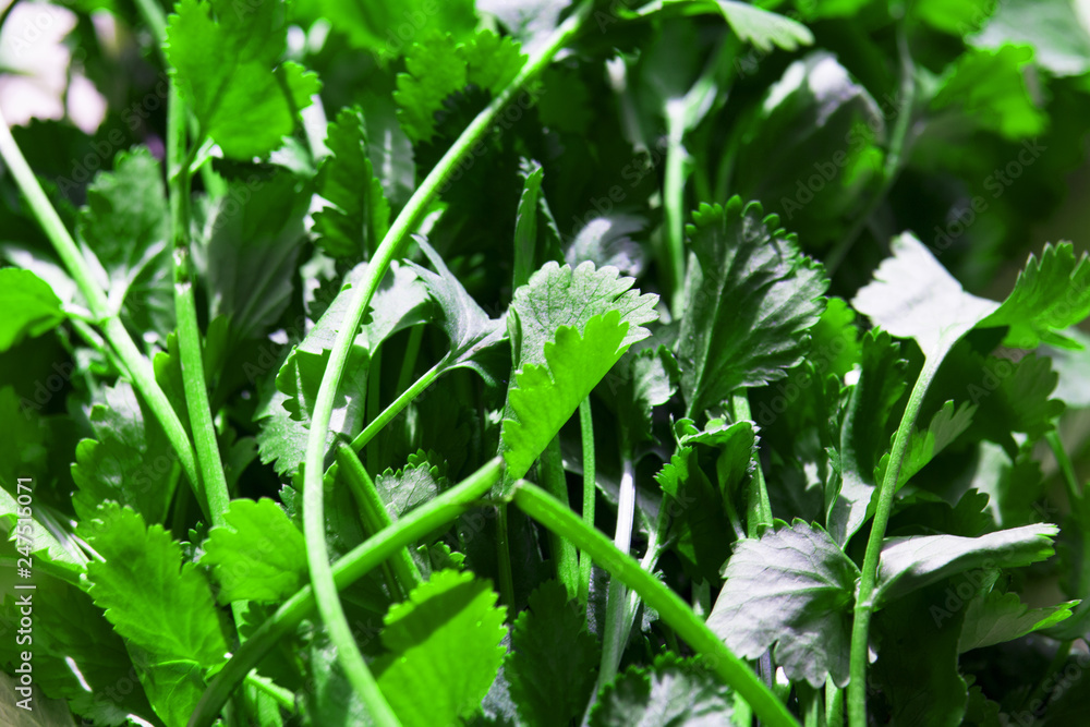 Obraz premium fresh cilantro background