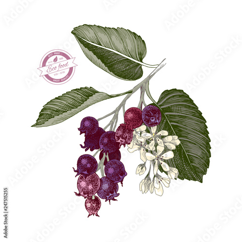 Hand drawn branch of shadberries