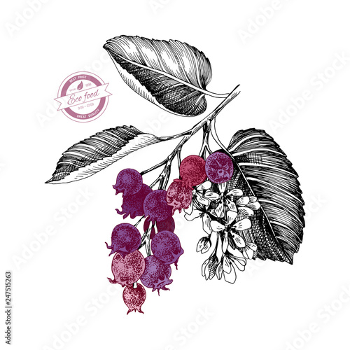 Hand drawn branch of shadberries