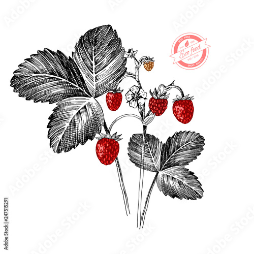Hand drawn wild strawberry