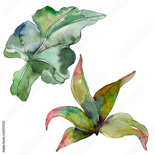 Green leaf. Exotic tropical hawaiian summer. Watercolor background illustrati...