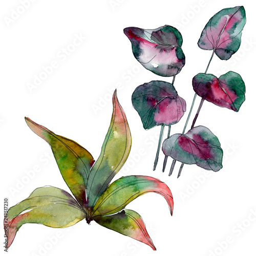 Green leaf. Exotic tropical hawaiian summer. Watercolor background illustrati...