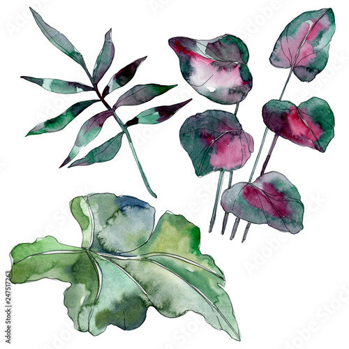 Green leaf. Exotic tropical hawaiian summer. Watercolor background illustrati...