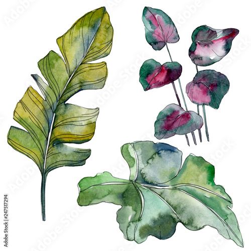 Green leaf. Exotic tropical hawaiian summer. Watercolor background illustrati...