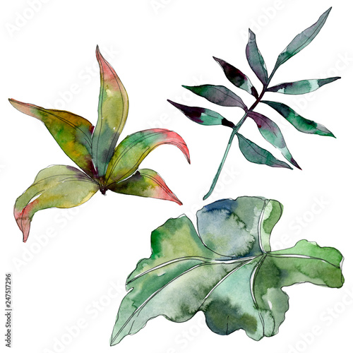 Green leaf. Exotic tropical hawaiian summer. Watercolor background illustrati...