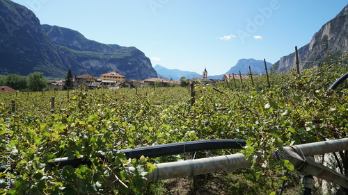 ROVERE' DELLA LUNA - PIANA ROTALIANA - TRENTINO