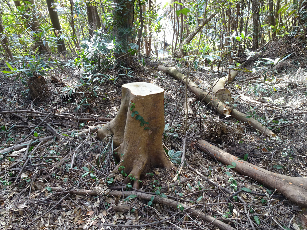 Obraz premium 切り株