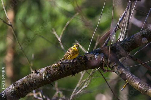 Yellowhammer sitting on a tree branch