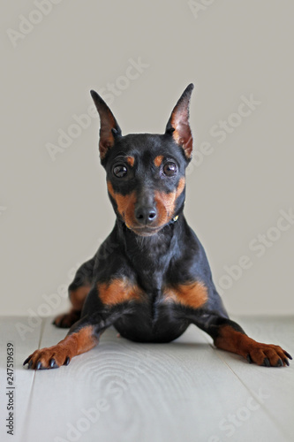 Portrait of a beautiful dog miniature pinscher on a gray light background