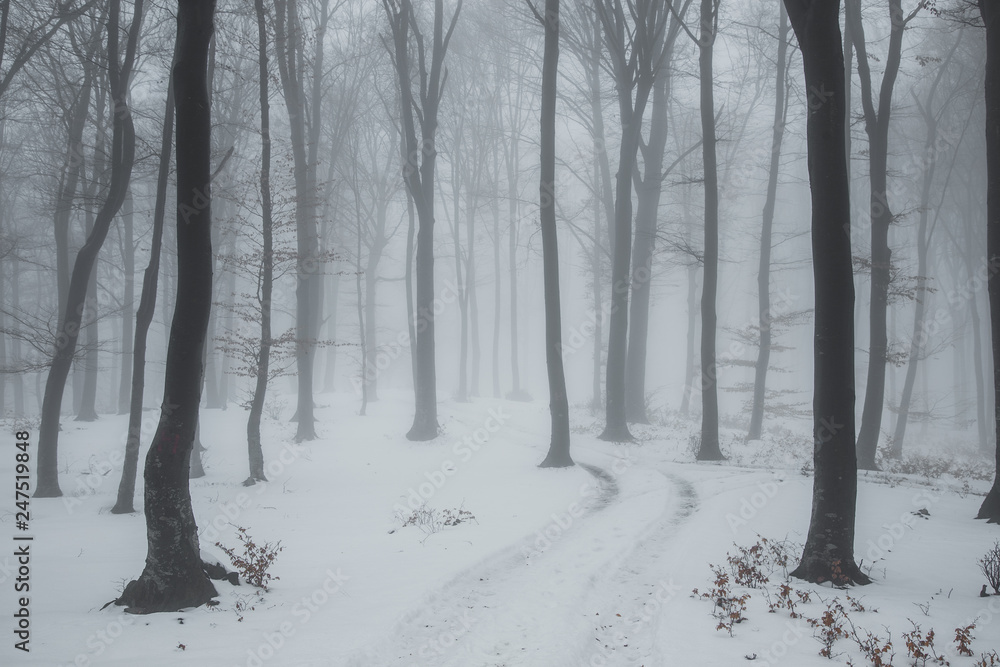 Trail covered in snow in romantic foggy forest. Trees with red leaves. Winter cold day Trail covered in snow in romantic foggy forest. Trees with red leaves. Winter cold day